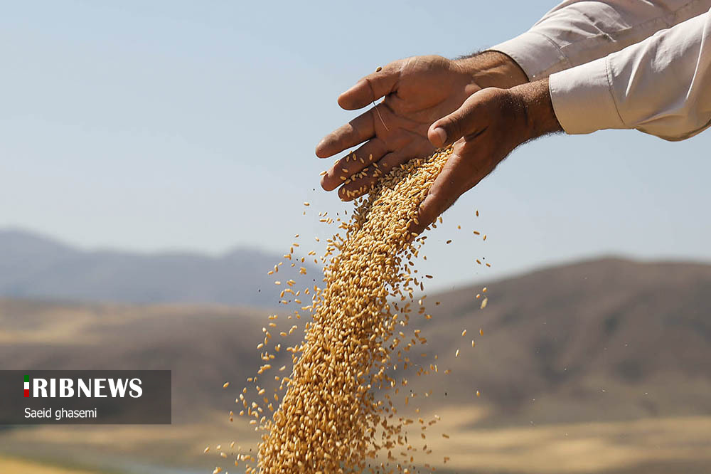 برداشت گندم و جو در «اهر»/ گزارش تصویری