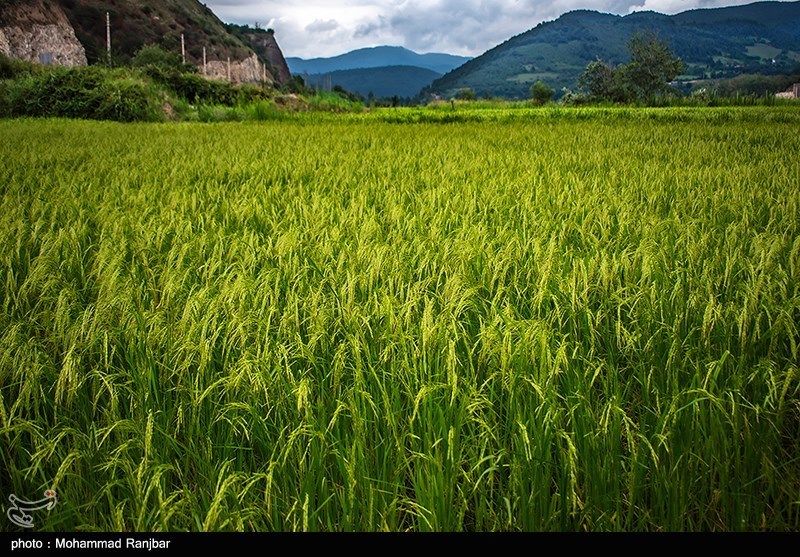 عطر برنج در شالیزارهای گیلان/ گزارش تصویری