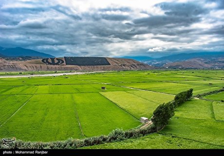 عطر برنج در شالیزارهای گیلان/ گزارش تصویری