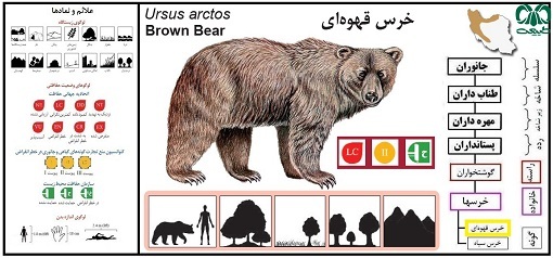 زنگ خطر انقراض «خرس ایرانی» به صدا درآمد