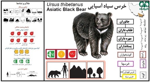 زنگ خطر انقراض «خرس ایرانی» به صدا درآمد