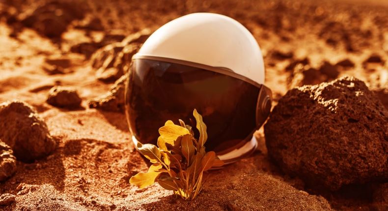 اولین گیاهی که می‌توانیم در «مریخ» بکاریم