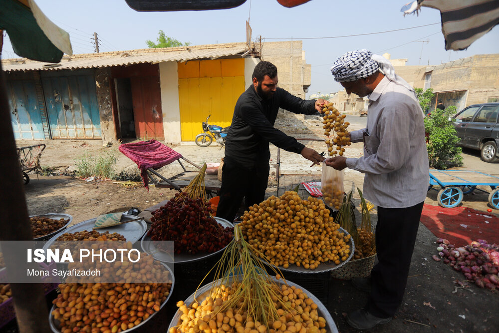 برداشت خارک و رطب در شادگان/ گزارش تصویری