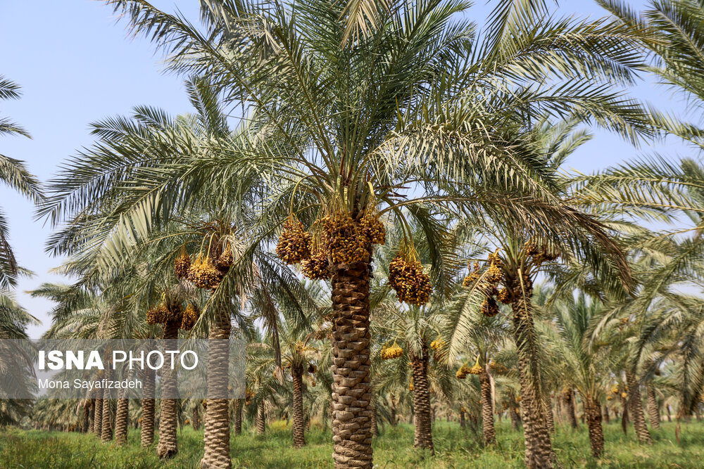 برداشت خارک و رطب در شادگان/ گزارش تصویری