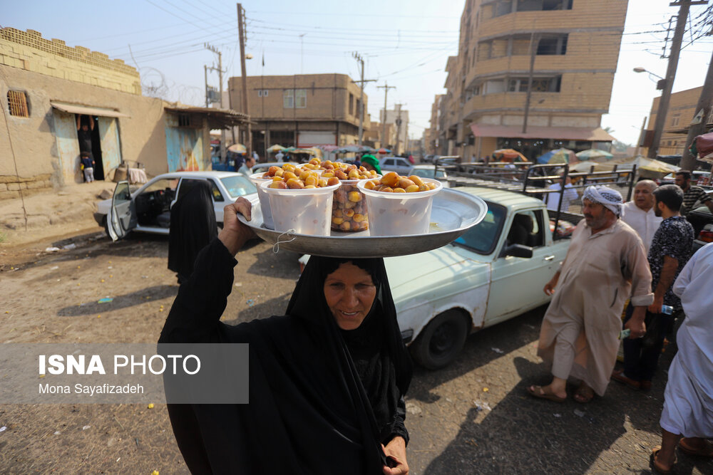 برداشت خارک و رطب در شادگان/ گزارش تصویری