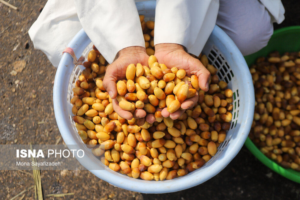 برداشت خارک و رطب در شادگان/ گزارش تصویری