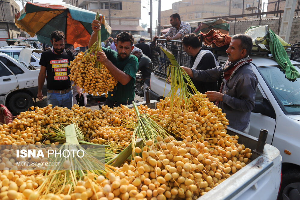 برداشت خارک و رطب در شادگان/ گزارش تصویری