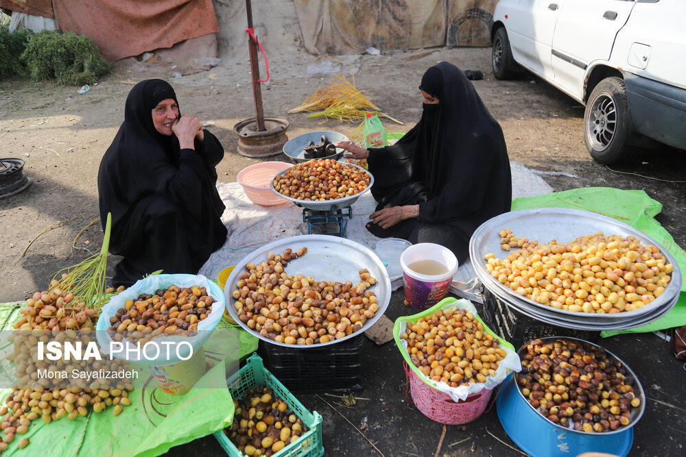 برداشت خارک و رطب در شادگان/ گزارش تصویری