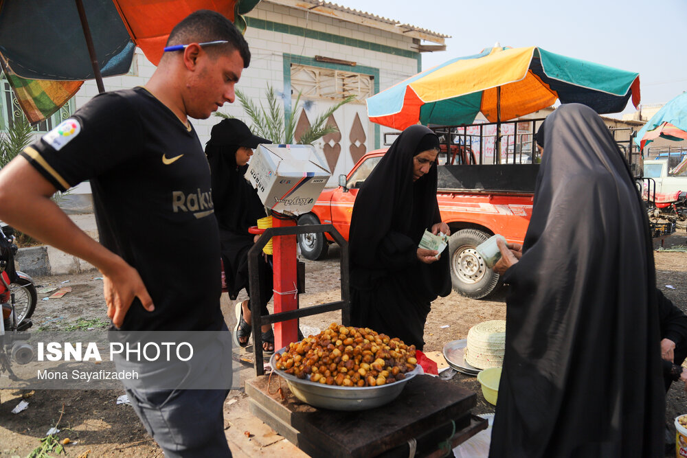 برداشت خارک و رطب در شادگان/ گزارش تصویری