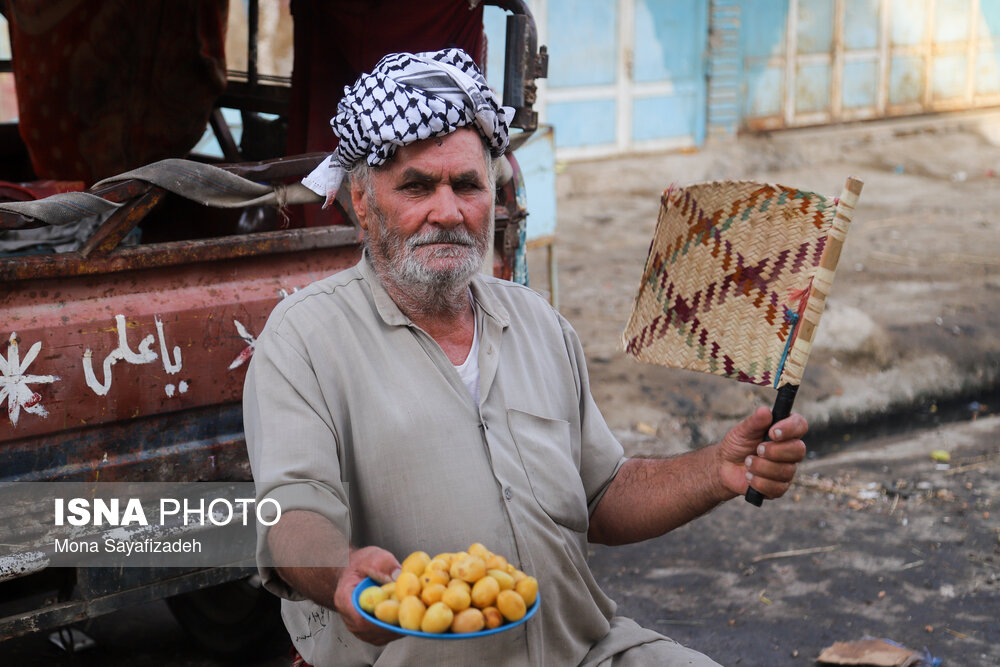 برداشت خارک و رطب در شادگان/ گزارش تصویری