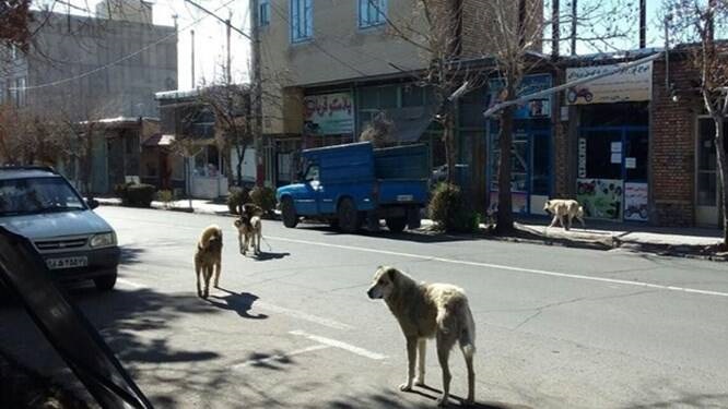 قتل‌عام بیش از «هزار سگ» توسط شهرداری دماوند!