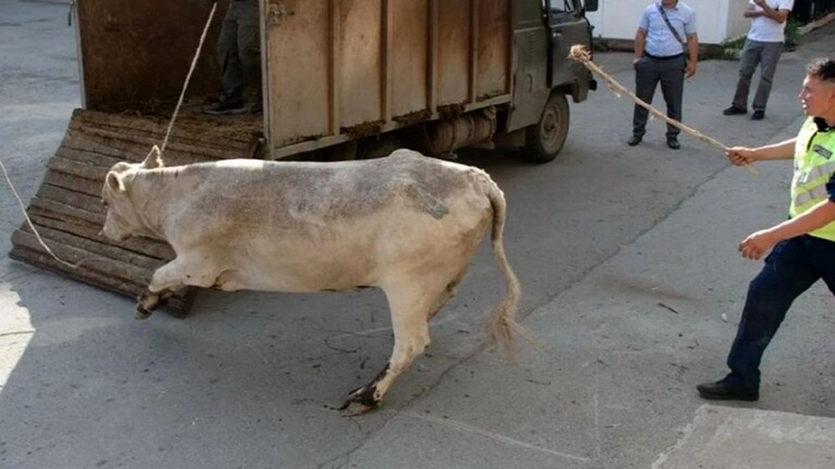 گاو سختکوش موفق به فرار از چاقوی قصاب شد