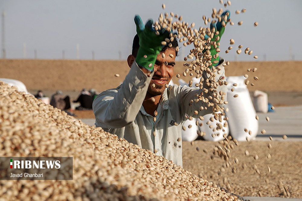 آغاز برداشت «پسته» در خراسان رضوی/ گزارش تصویری