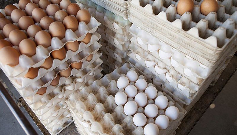 صادرات تخم‌مرغ تا پایان سال ادامه دارد
