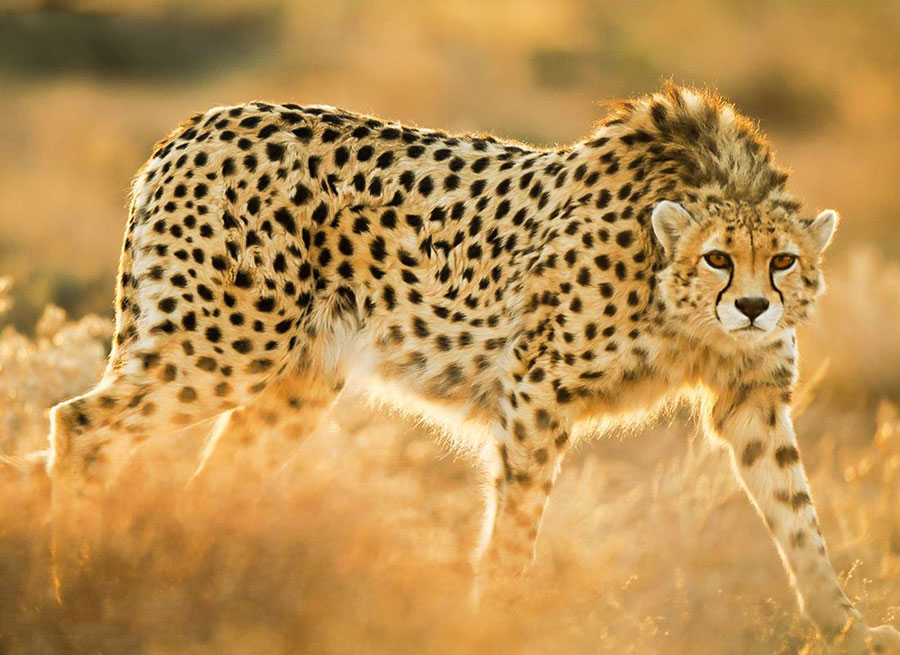 بیش از ۱۰۰ گونه جانوری ایران در معرض خطر انقراض