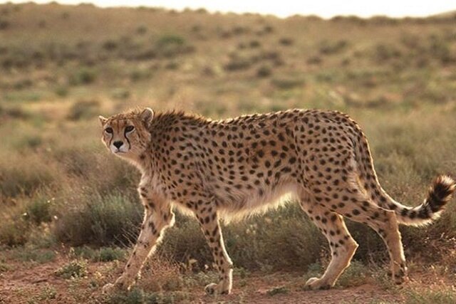 خطر انقراض ۱۲۸ گونه‌ جانوری در ایران