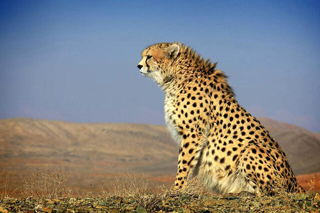 خطر انقراض ۱۲۸ گونه‌ جانوری در ایران