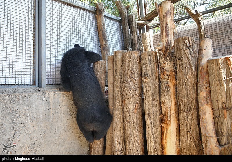 «لالین» توله خرس بلوچی/ گزارش تصویری