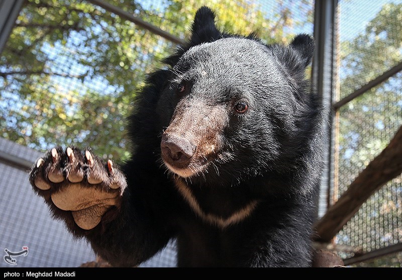 «لالین» توله خرس بلوچی/ گزارش تصویری