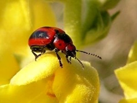 خسارت مگس مدیتران‌ای به باغات گلستان بی‌سابقه بود