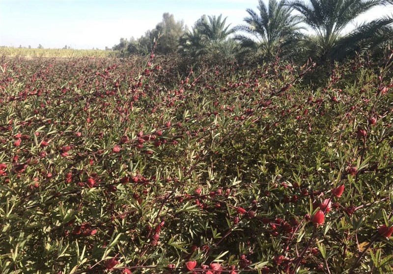 بلوچستان؛ پایتخت چای ترش ایران