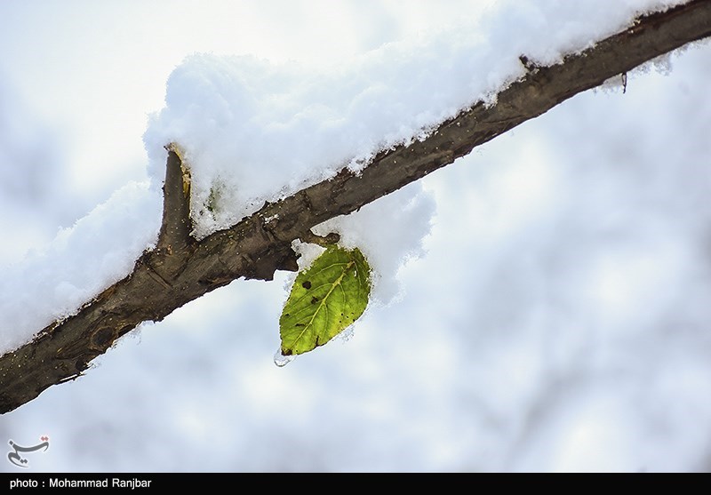 بارش برف در ارتفاعات گیلان/ گزارش تصویری