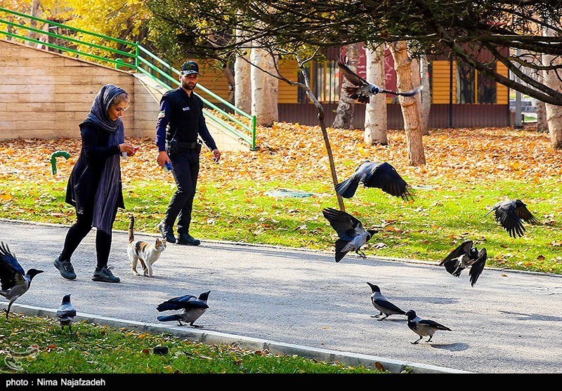 روزهای پاییزی مشهد/ گزارش تصویری