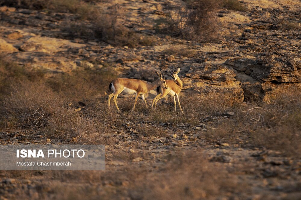 «جبیر» زیباترین آهوی بومی ایران/ گزارش تصویری