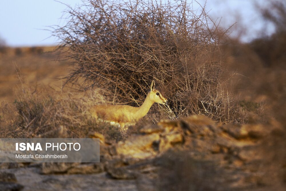 «جبیر» زیباترین آهوی بومی ایران/ گزارش تصویری