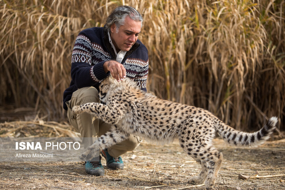 ۸ ماهگی پیروز؛ یوزپلنگ ایرانی/ گزارش تصویری