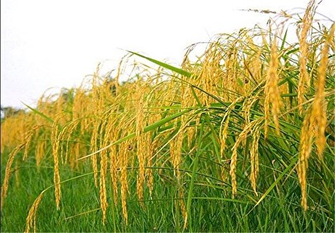 نماینده ساری: با افزایش تولید دیگر نیازی به واردات برنج نخواهد بود