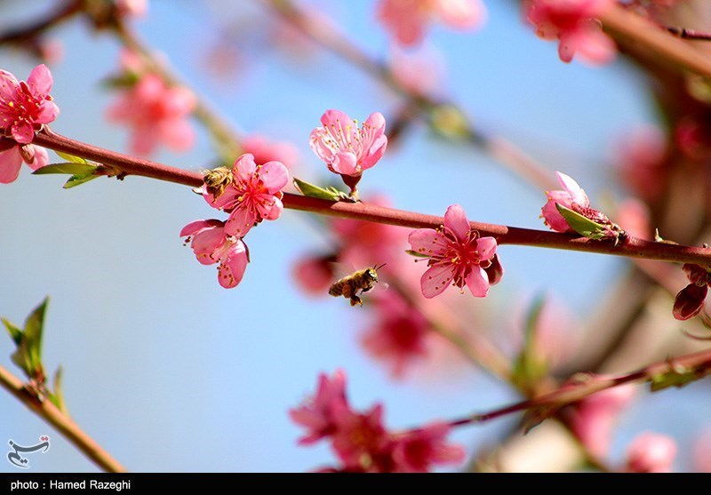 طبیعت بهاری ابهر/ گزارش تصویری
