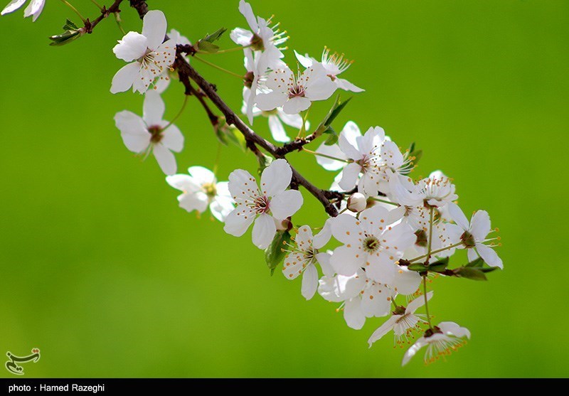 طبیعت بهاری ابهر/ گزارش تصویری