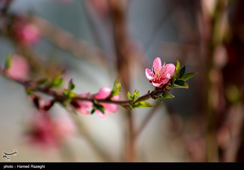 طبیعت بهاری ابهر/ گزارش تصویری