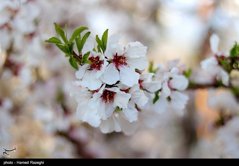 طبیعت بهاری ابهر/ گزارش تصویری
