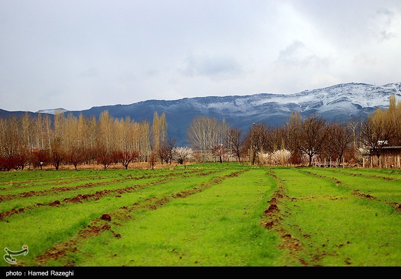 طبیعت بهاری ابهر/ گزارش تصویری