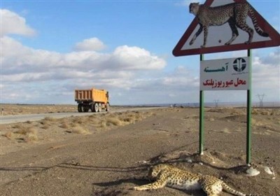 جاده قاتل «یوزپلنگ آسیایی» ایمن می‌شود؟