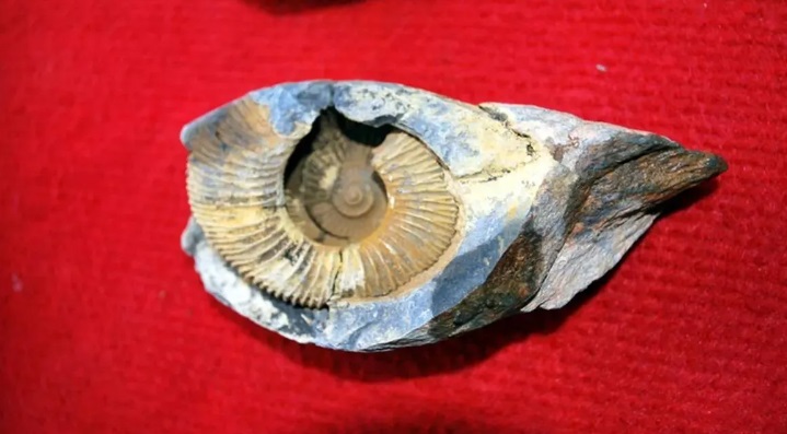 ماجرای فسیل‌های دریایی در بالای کوه اورست