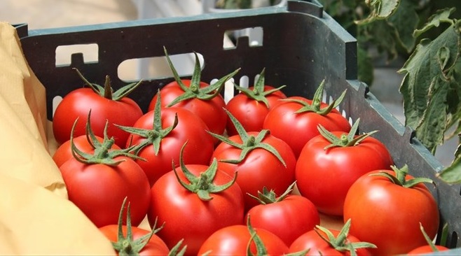 رشد عجیب قیمت گوجه در دولت سیزدهم