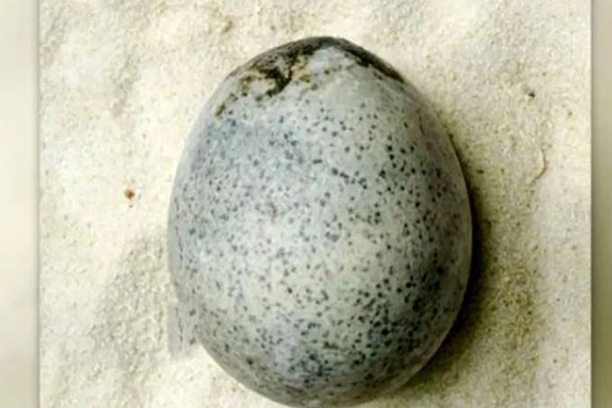 کشف تخم‌مرغ ۱۷۰۰ ساله که هنوز زرده و سفیده دارد