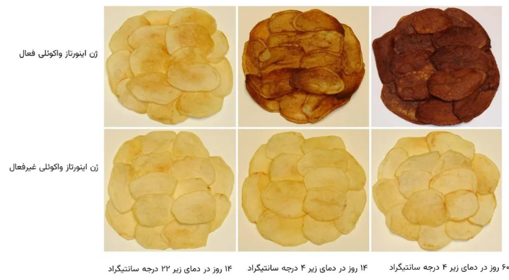 راز تولید چیپس سالم‌تر و خوشمزه‌تر کشف شد!