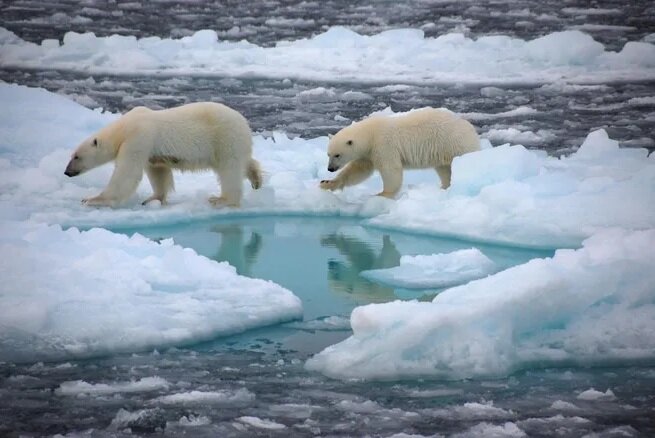 هشدار دانشمندان درباره تابستان قطبی «بدون یخ»
