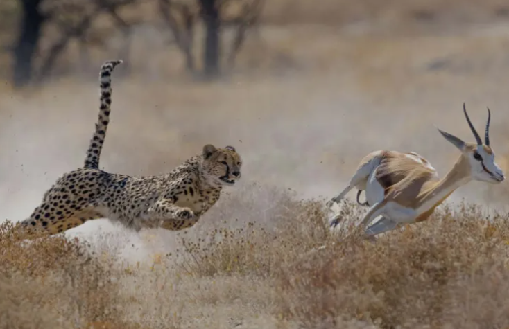 چرا یوزپلنگ سریع‌ترین حیوان روی زمین است؟