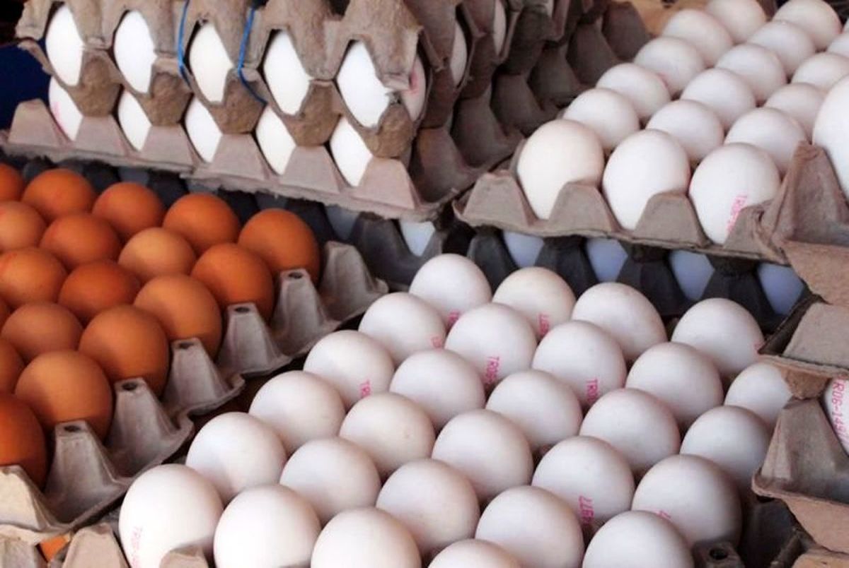 گرانی بیشتر برای انگیزه داشتن مرغداران؛ قیمت جدید تخم‌مرغ اعلام شد!