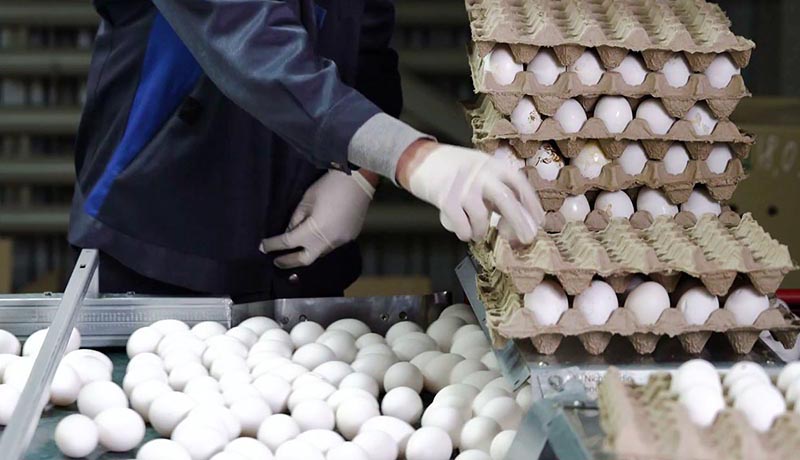 قیمت تخم‌مرغ در ایران؛ ۲۰ عدد، ۹۹.۵۰۰/ ۳۰ عدد، ۱۴۹۰۰۰ تومان!
