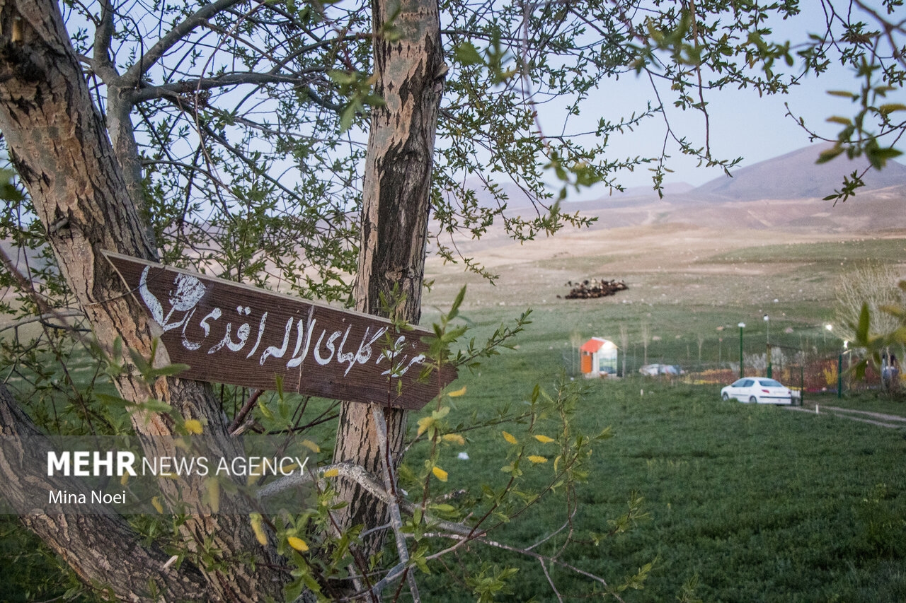 مزرعه لاله در «اسپره خون» تبریز/ گزارش تصویری