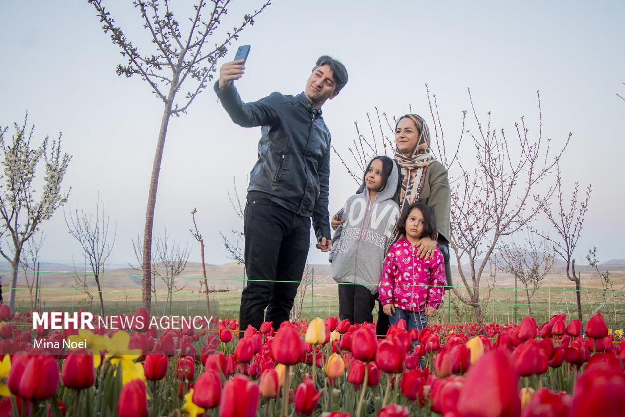 مزرعه لاله در «اسپره خون» تبریز/ گزارش تصویری