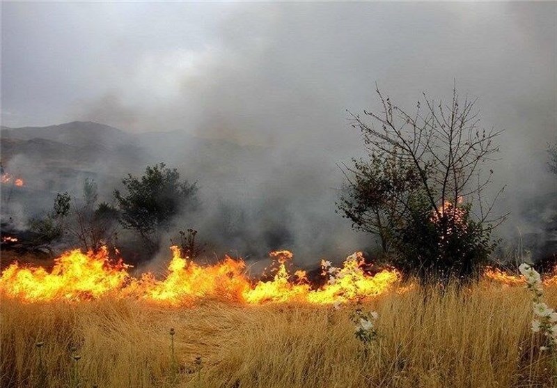 ۹۰ درصد حریق جنگل‌های لرستان عمدی است!