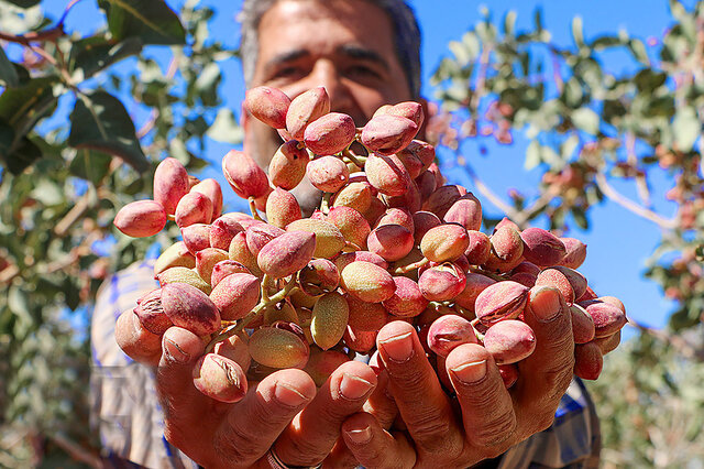 لبخند بر لبان پسته‌کاران زرندیه نشست