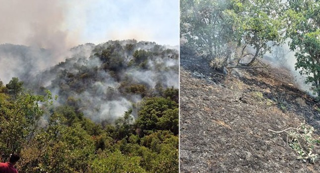 آتش‌سوزی در جنگل‌های مریوان برای سومین روز متوالی + فیلم